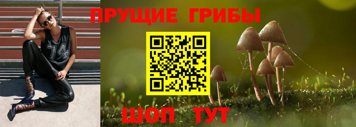 Вольск  Псилоцибиновые грибы Psilocybe  Вход с VPN 